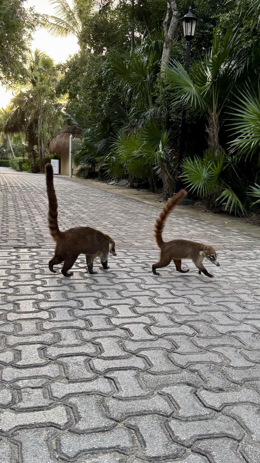 Coatis crossing a path in Mexico