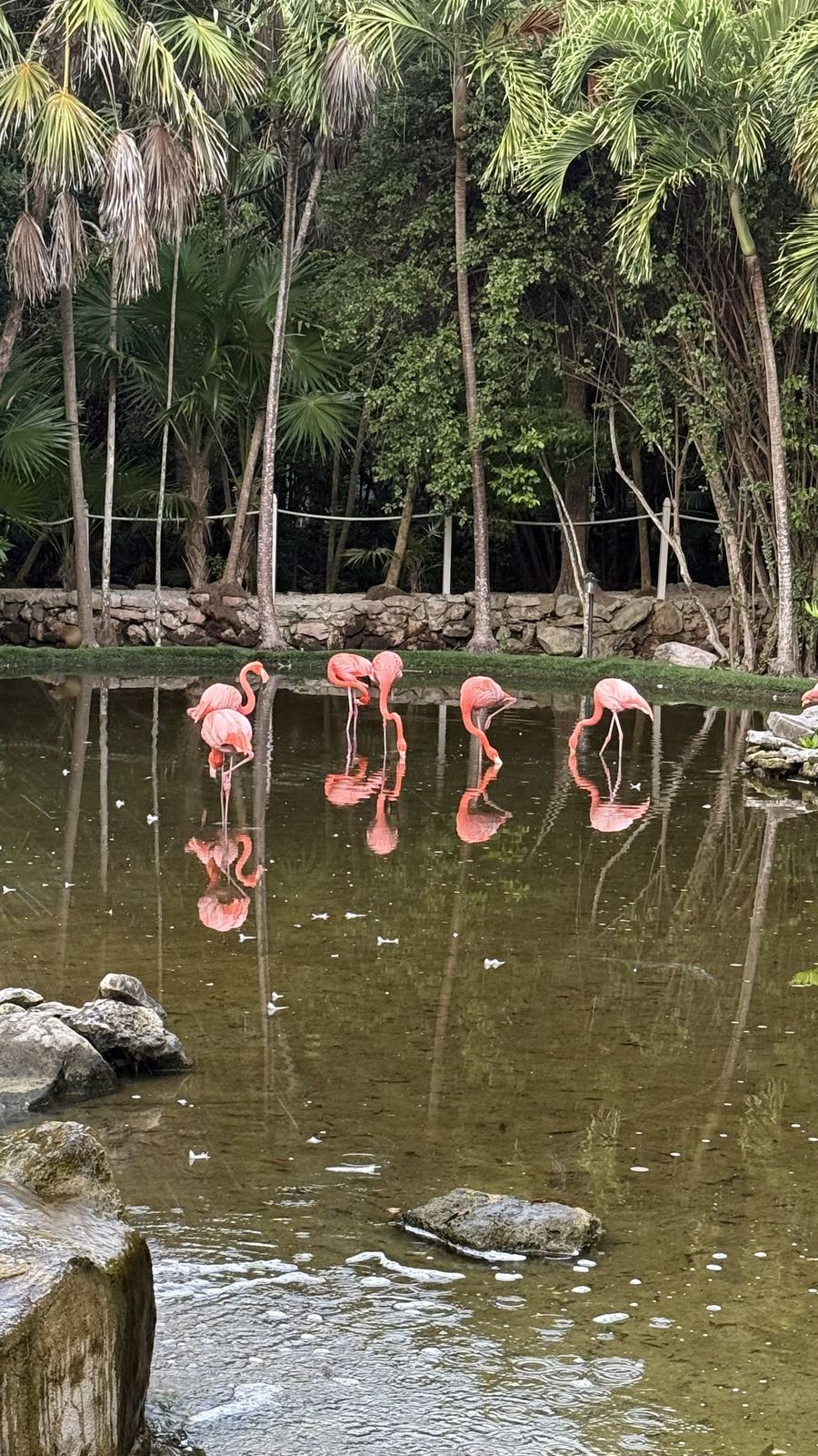 Flamingos in Mexico
