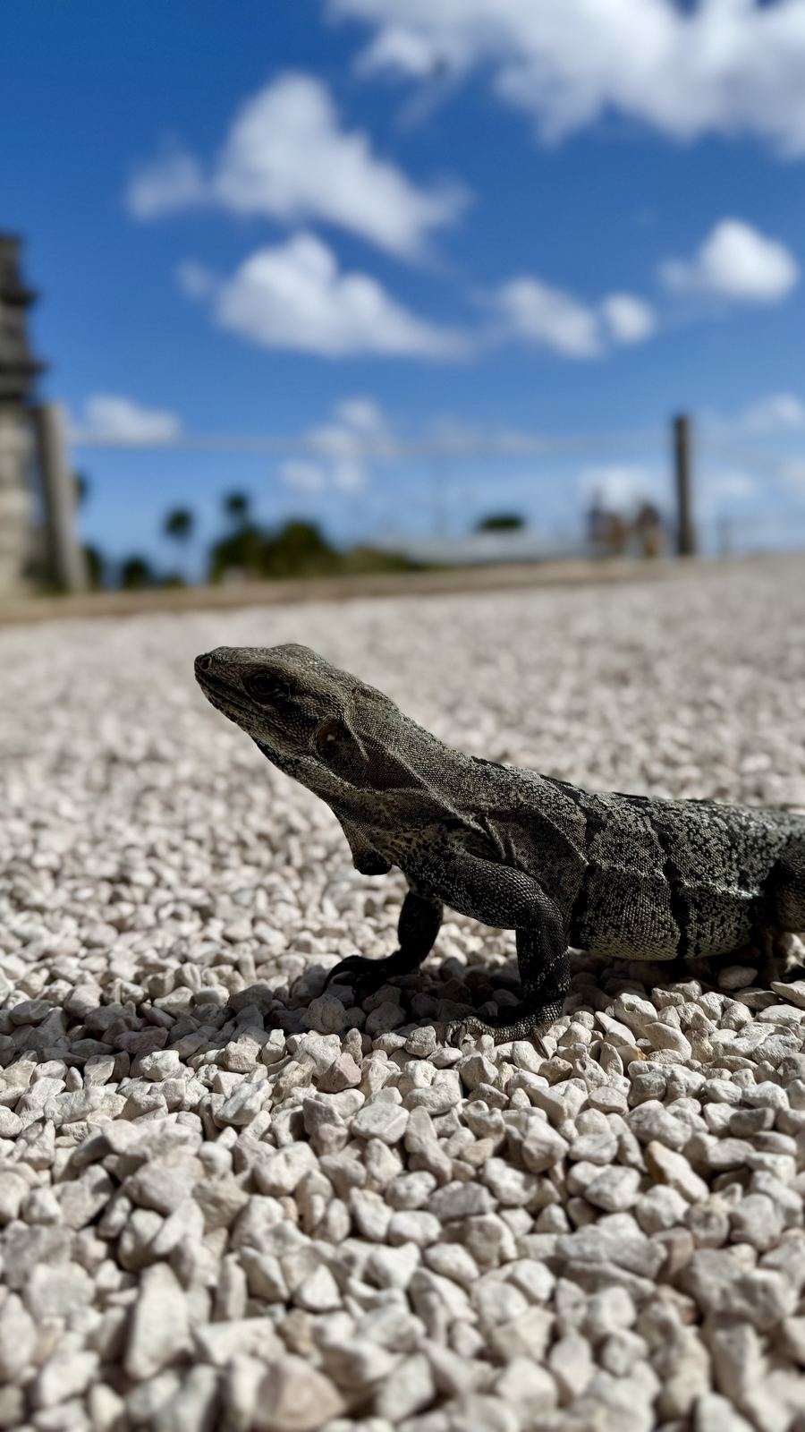 An iguana at the Tulum ruins