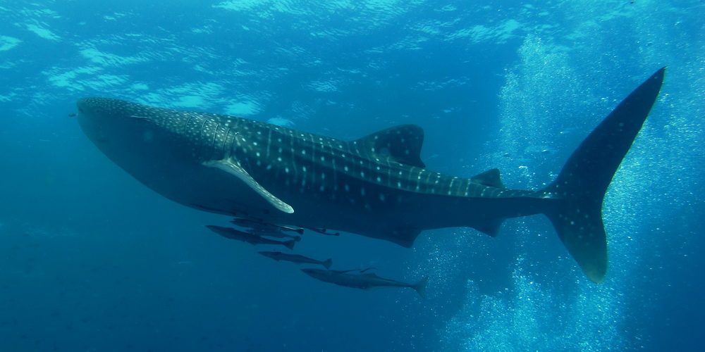 A whale shark swimming off the coast near Cancun